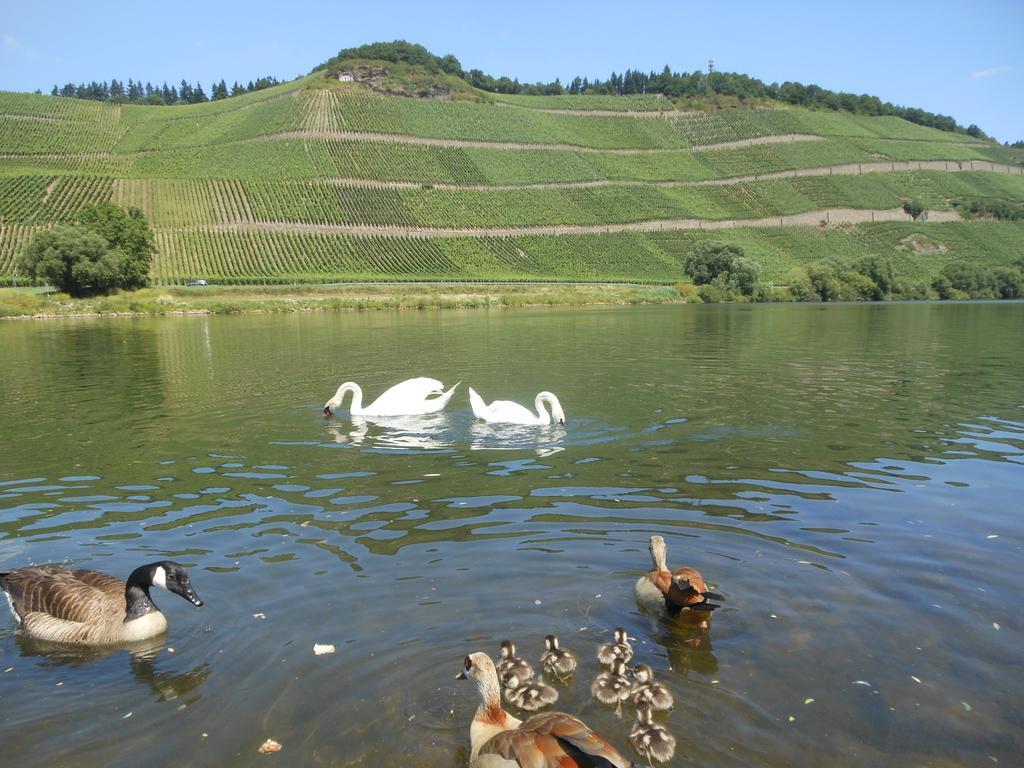 Вилла Ferienhaus Mosel Браунеберг Экстерьер фото